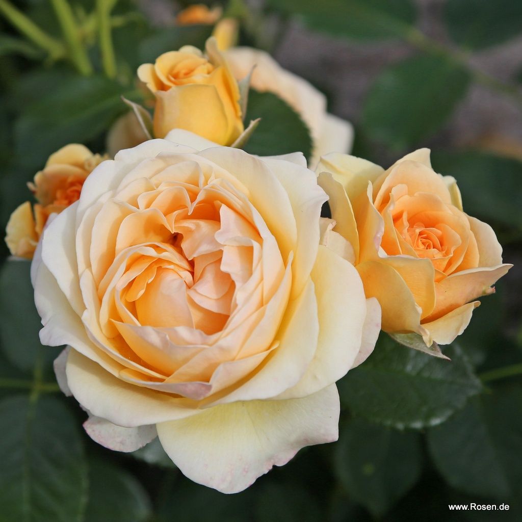 Spotlight® | Kordes Rosen