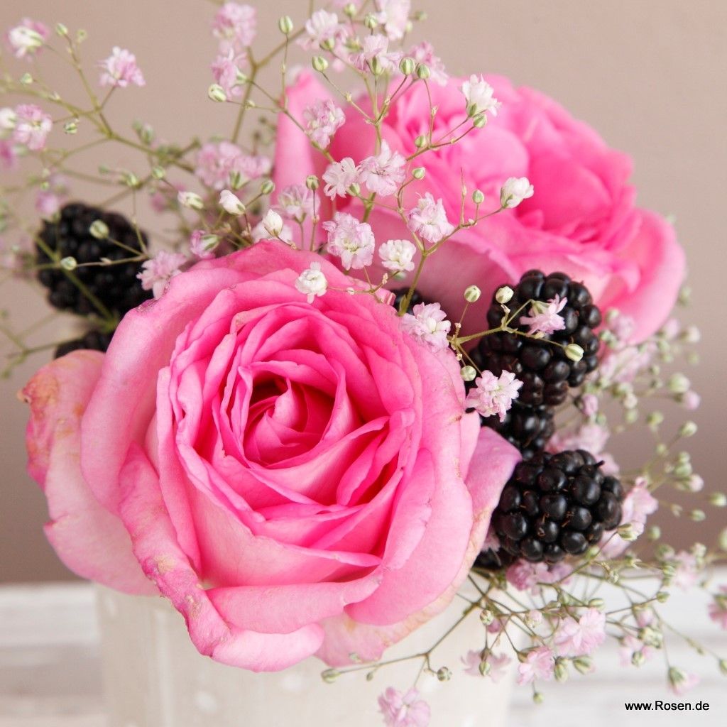 Beverly® | Kordes Rosen