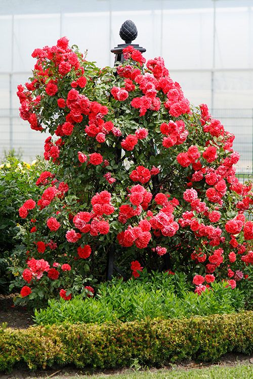 Kletterrosen Kordes Rosen