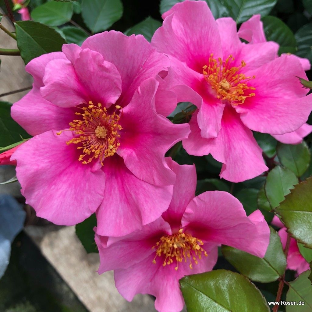 SEE YOU® in pink | Kordes Rosen