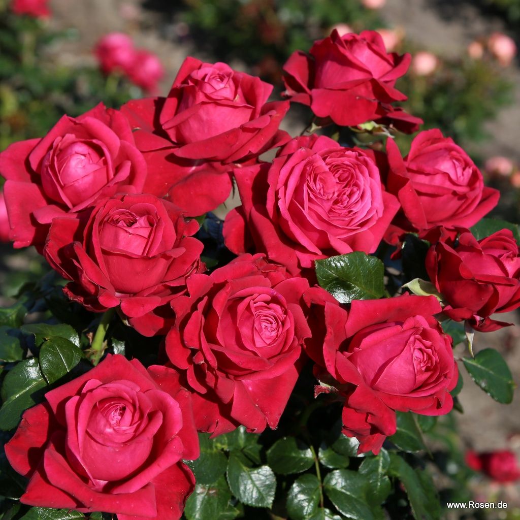 Ruby Kiss® Rose | Kordes Rosen