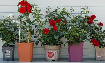 Lieferformen Lieferformen