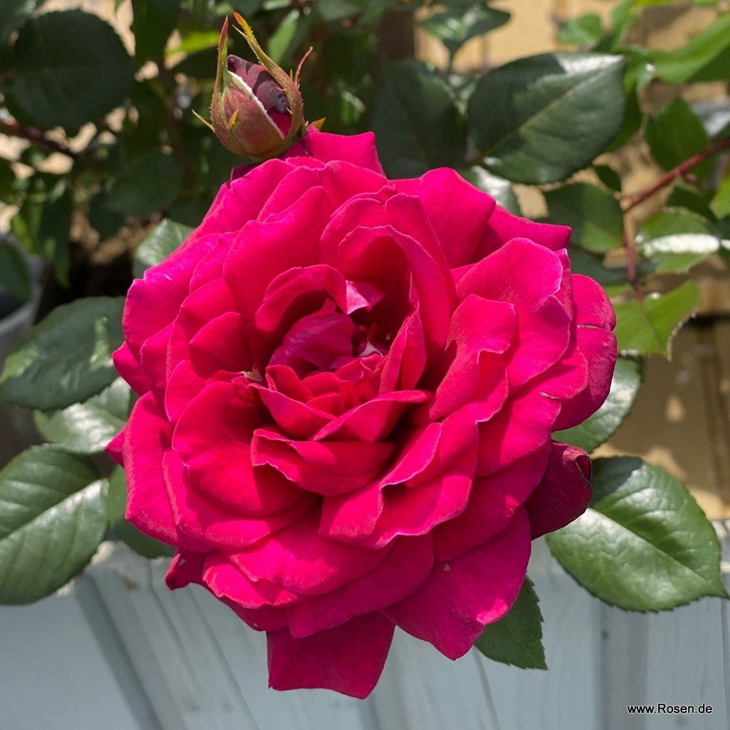 Bellevue® | Kordes Rosen