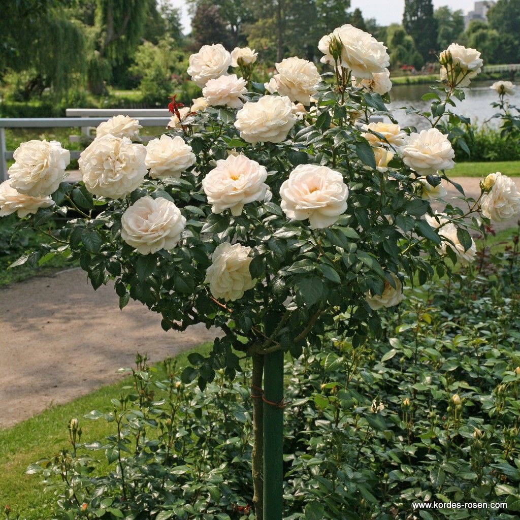Lions-Rose® | Kordes Rosen