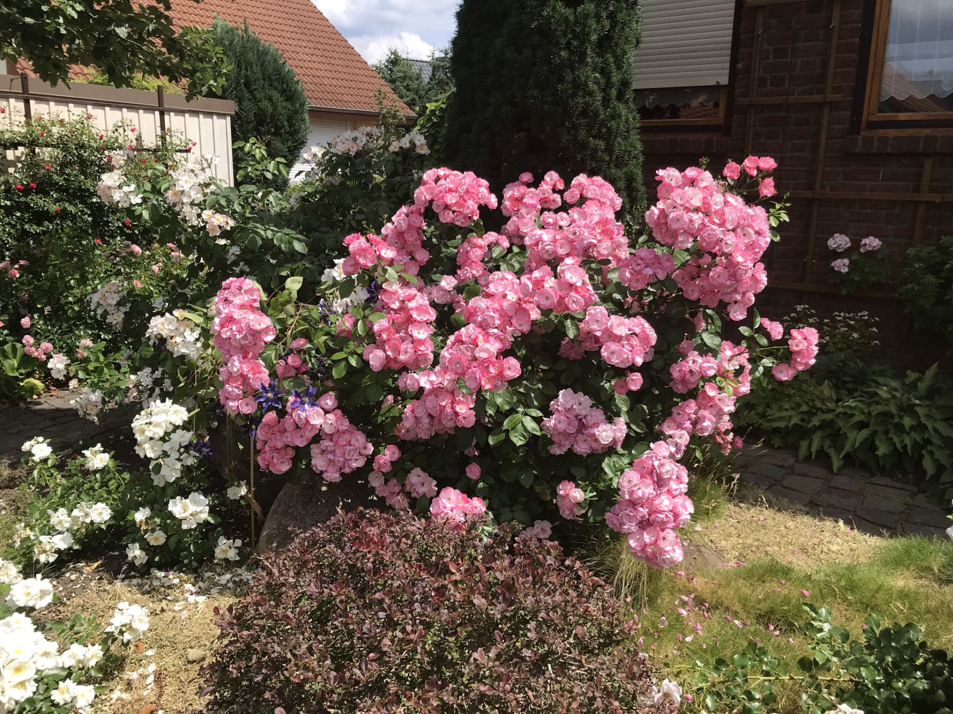 Angela® | Kordes Rosen