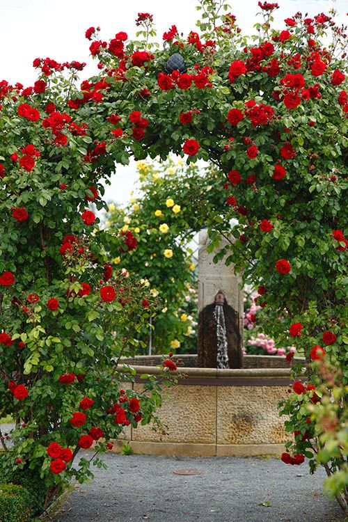 Kletterrosen Kordes Rosen