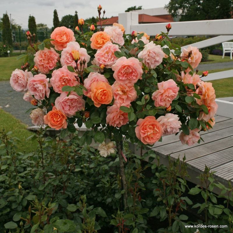 Schöne vom See Kordes Rosen