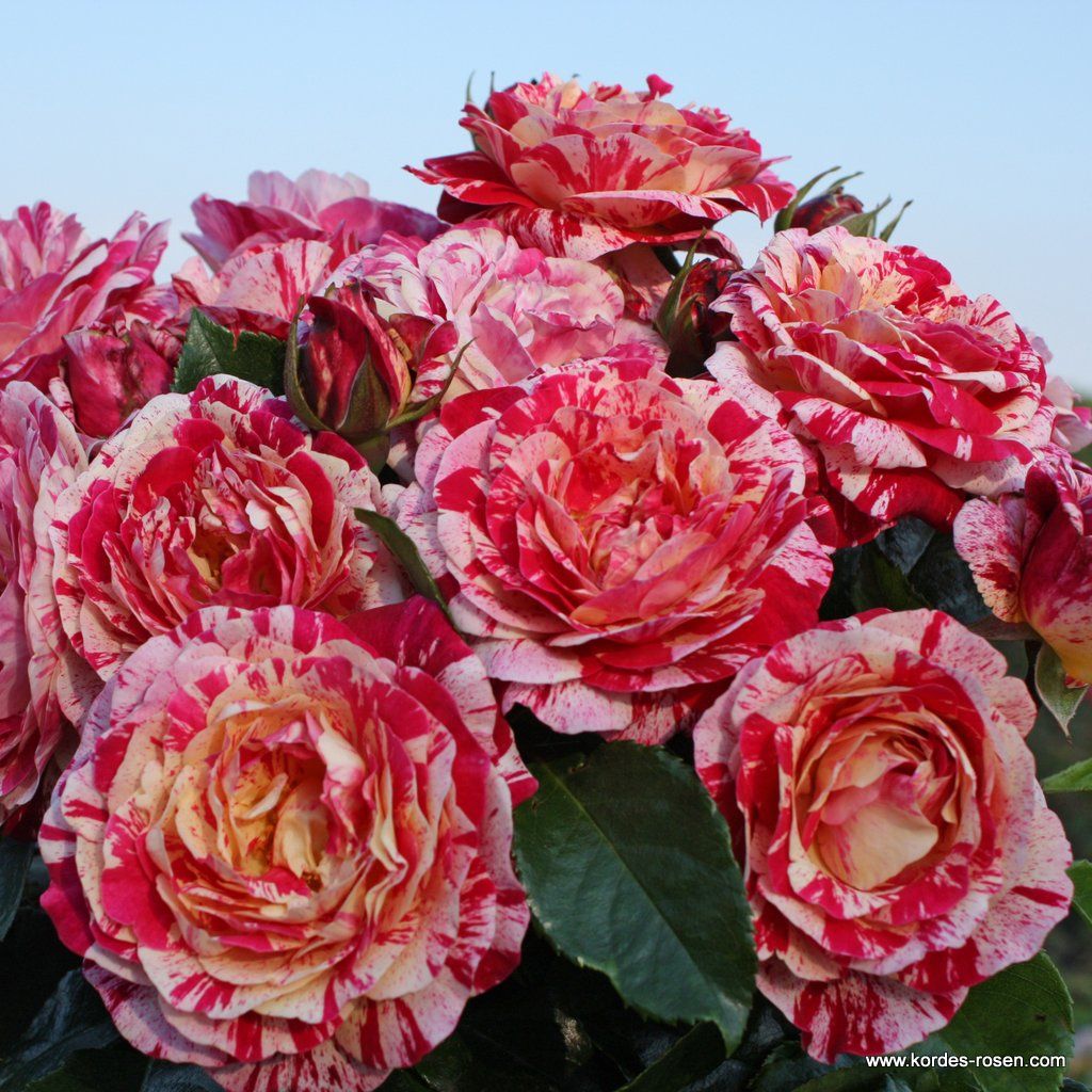 Abracadabra® | Kordes Rosen