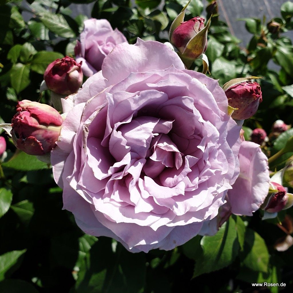 Novalis® | Kordes Rosen