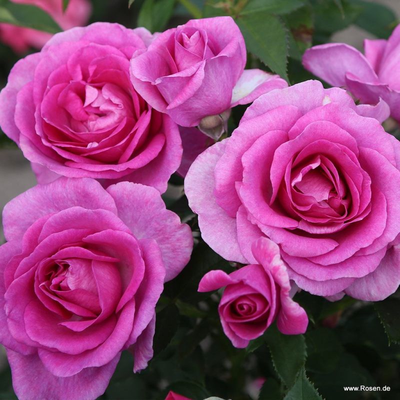 Kordes roses online shop - the most beautiful roses in the world ...