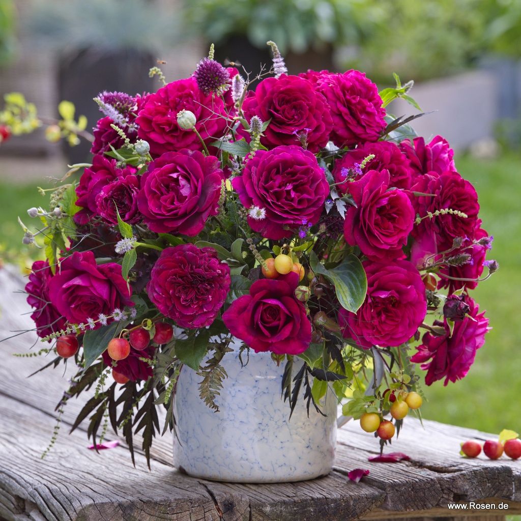 Bellevue® | Kordes Rosen