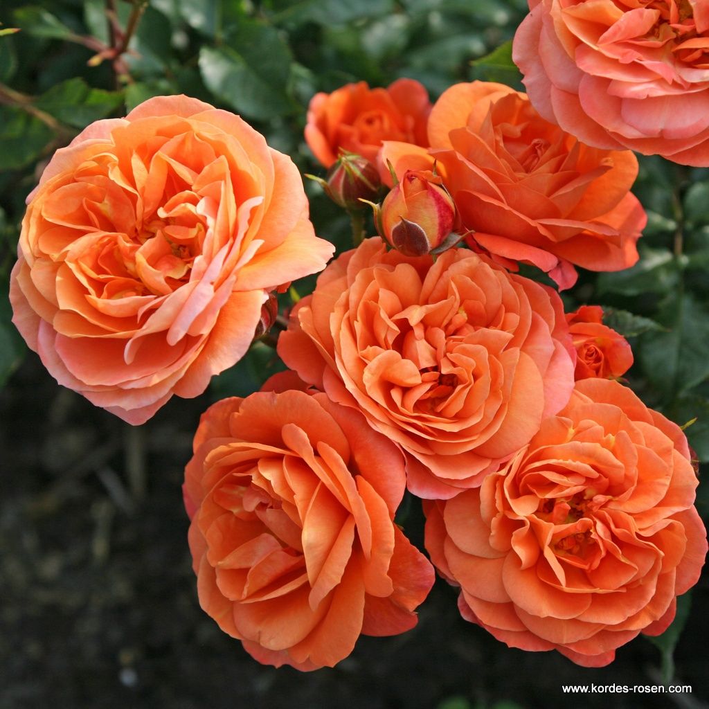 Phoenix® | Kordes Rosen
