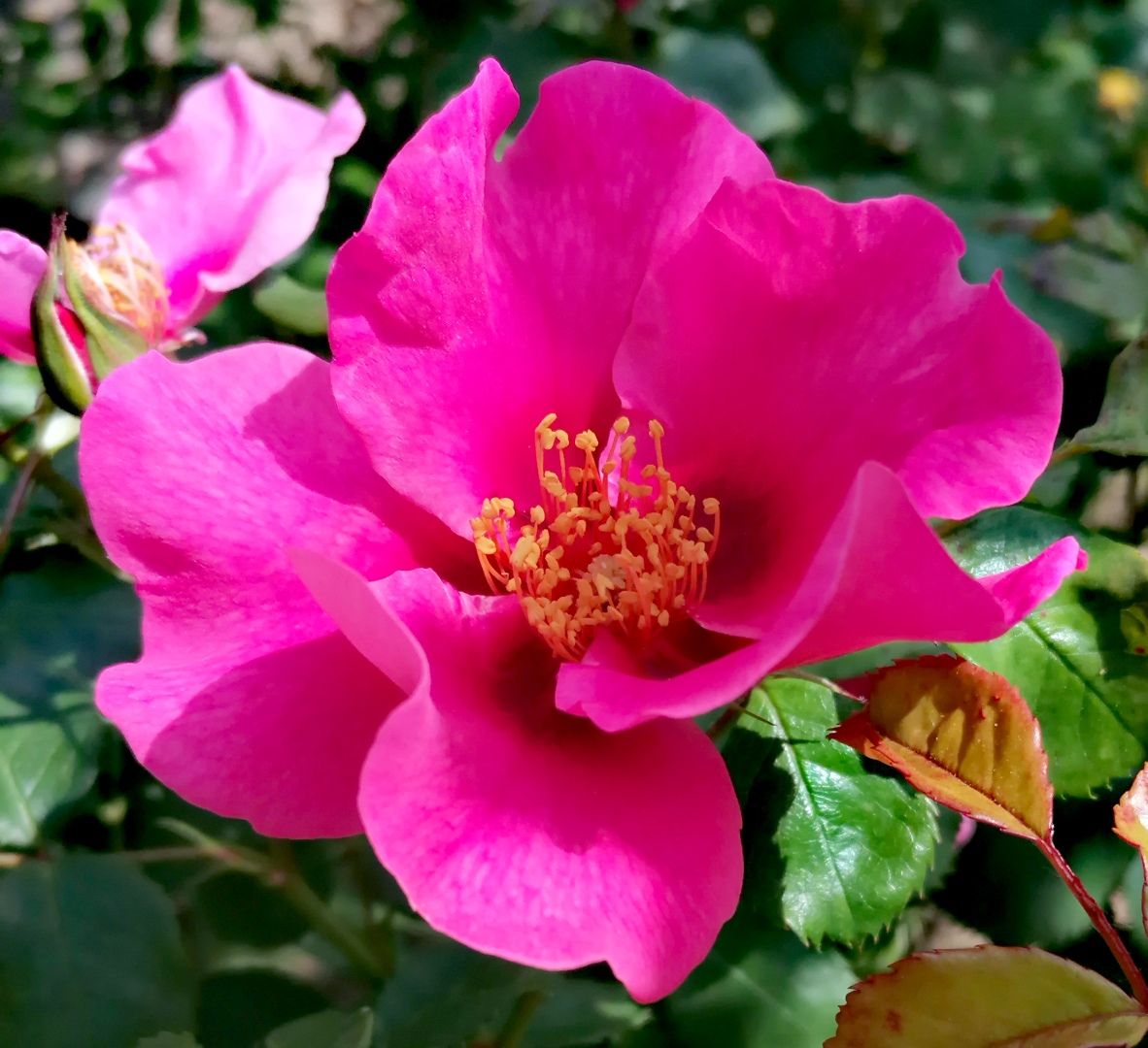 SEE YOU® in pink | Kordes Rosen