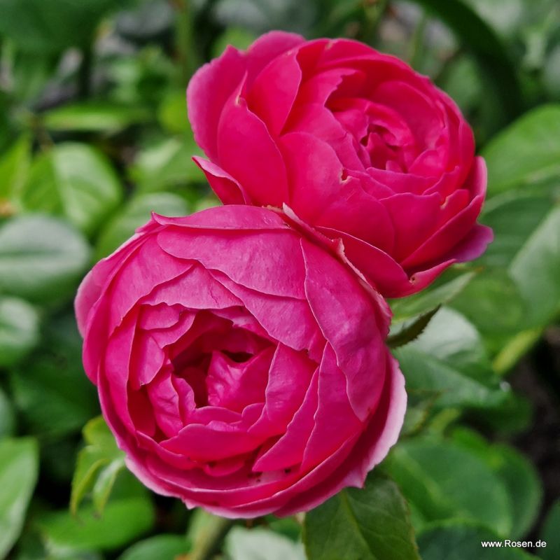 Pomponella® | Kordes Rosen