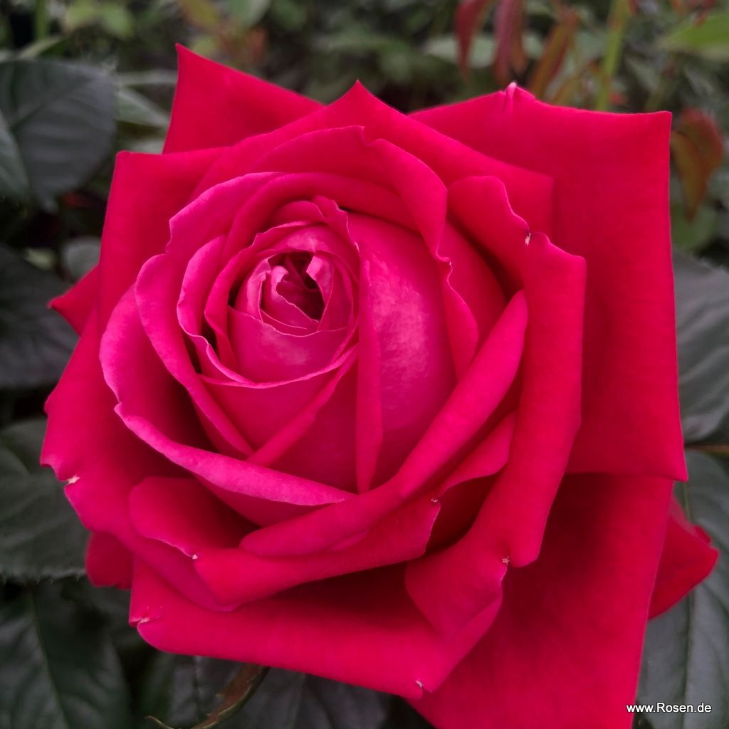 Ruby Kiss® Rose | Kordes Rosen