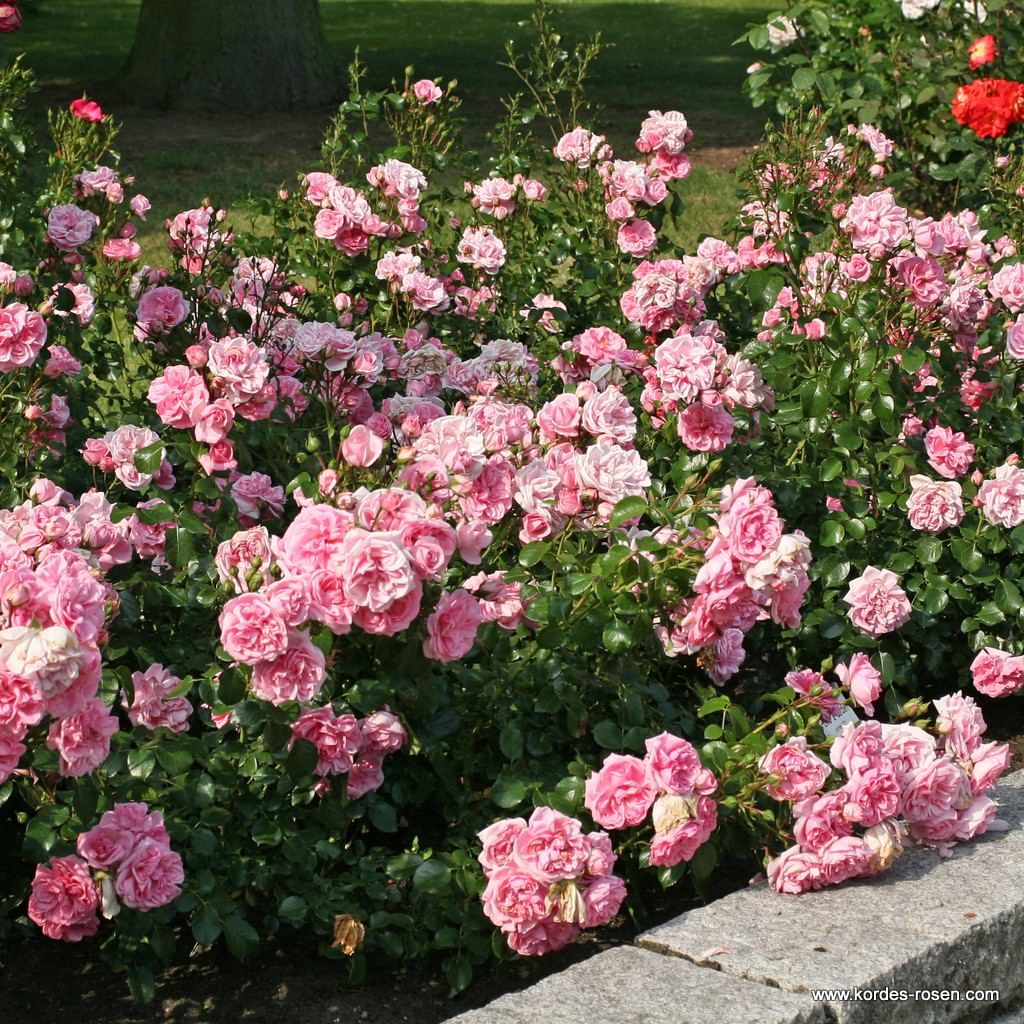 Home & Garden | Kordes Rosen