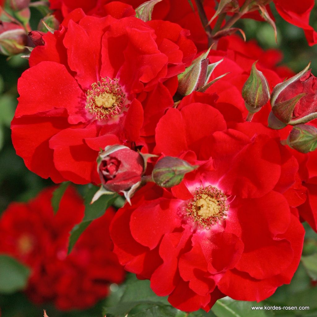 33+ Kordes Rosen Strauchrosen, In den garten und dienen ihnen als