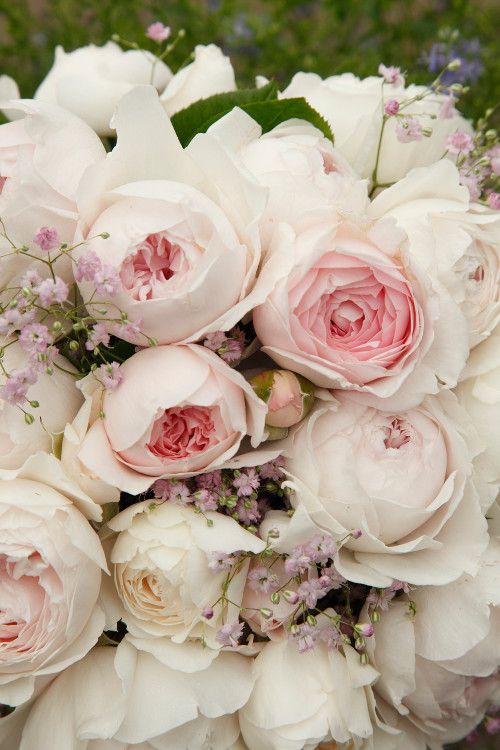 Parfuma® Rosen | Kordes Rosen