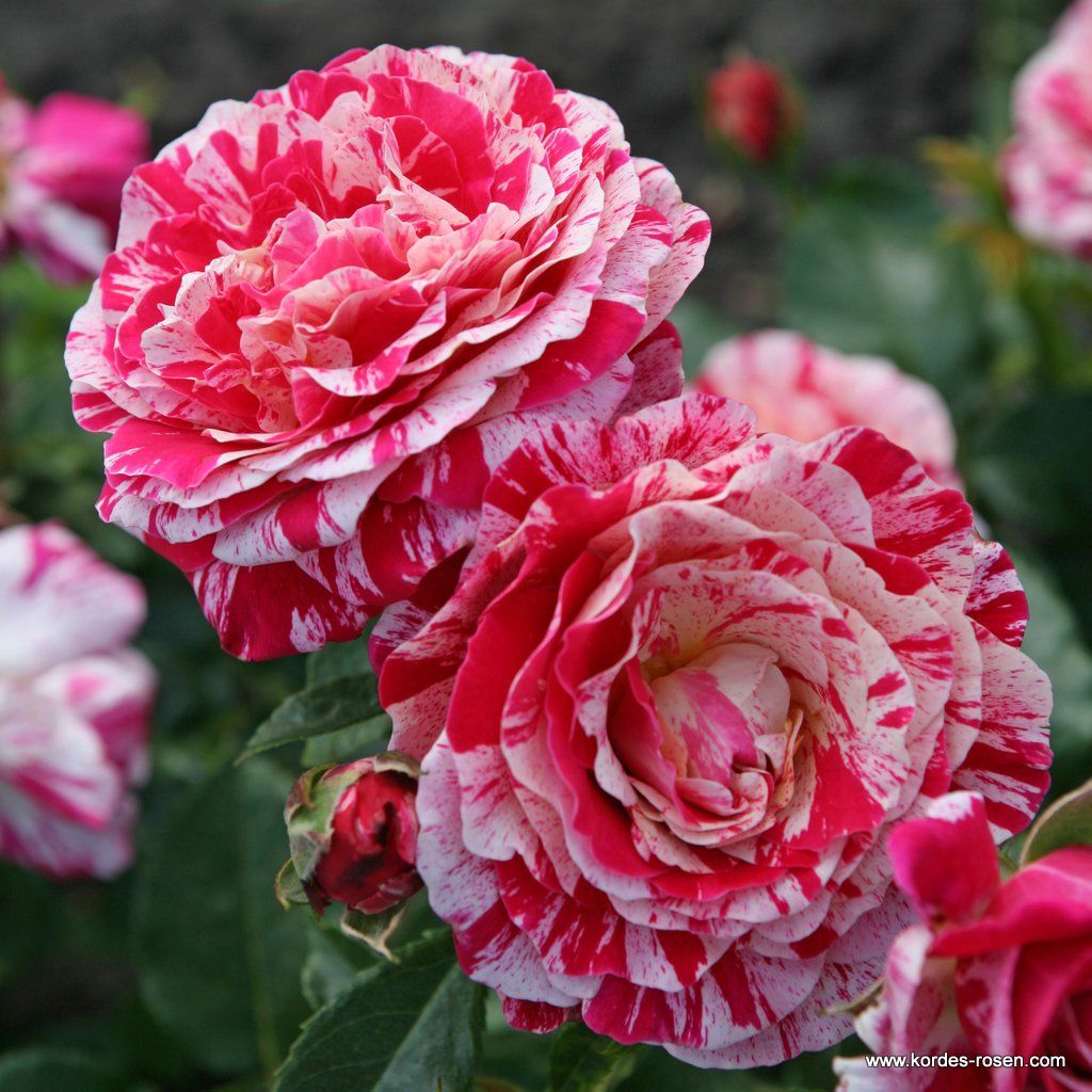 Abracadabra® | Kordes Rosen